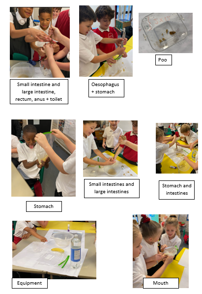 Y4 Digestive System